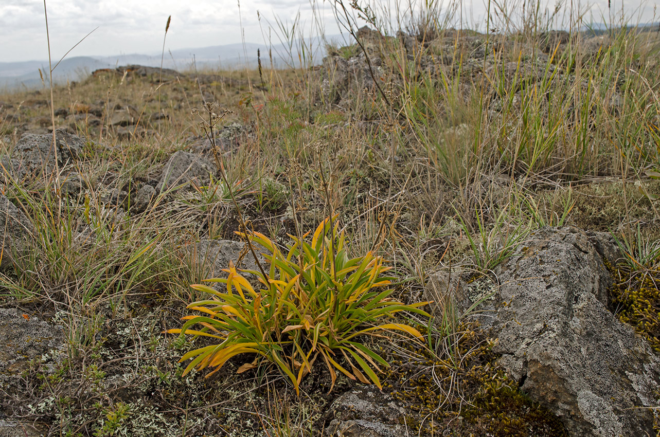 Image of Patrinia sibirica specimen.