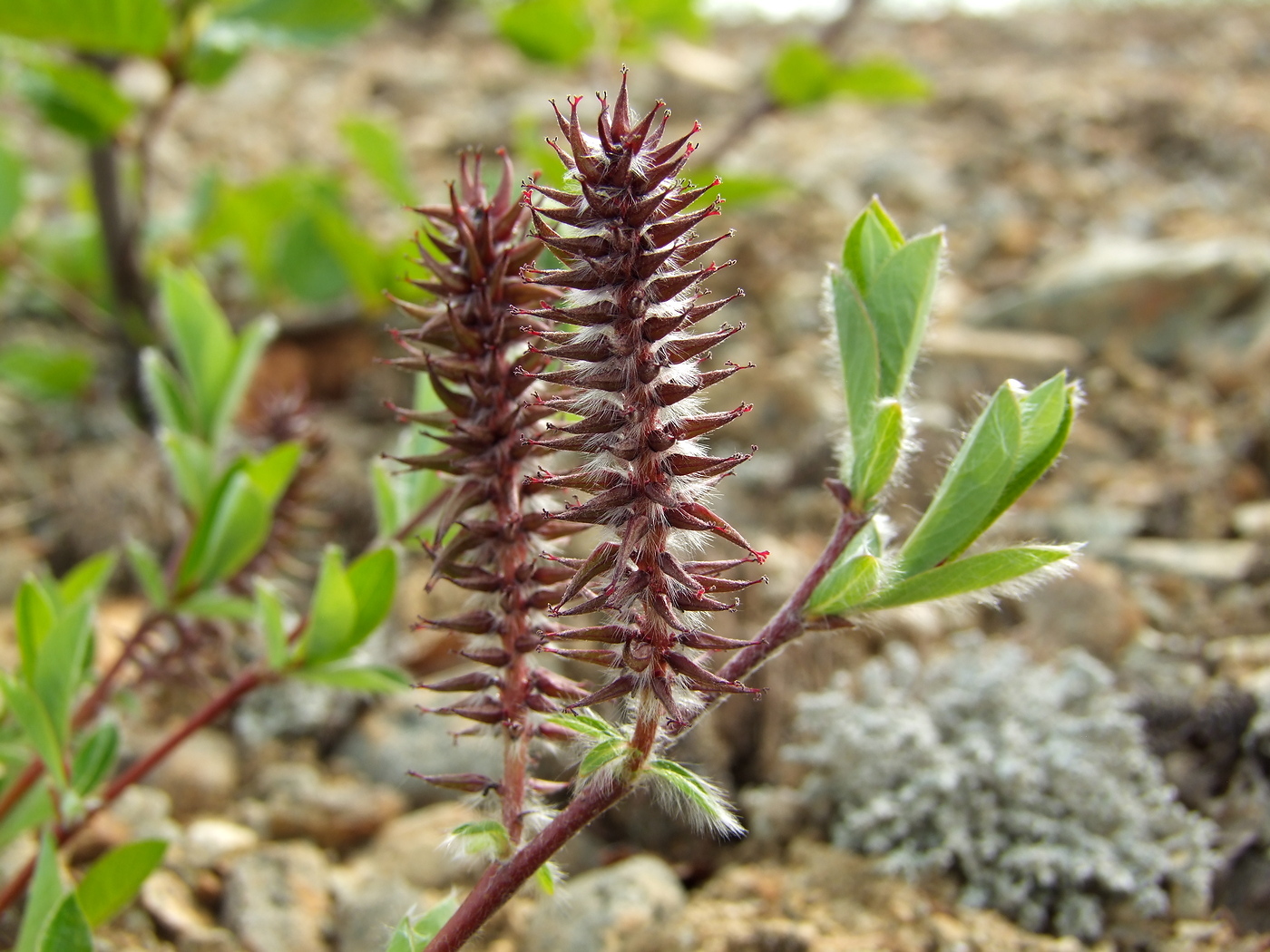 Изображение особи Salix saxatilis.