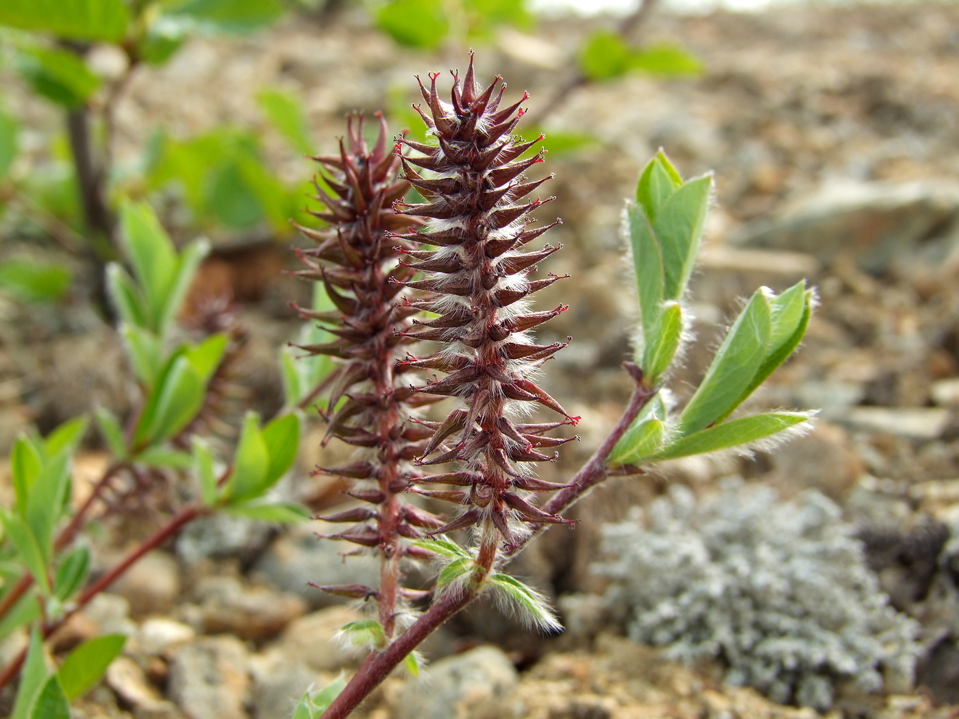 Image of Salix saxatilis specimen.