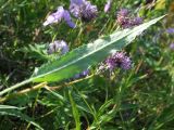 Saussurea oxyodonta. Прикорневой лист (с обратной стороны). Магаданская обл., окр. г. Магадан, ост. \"Аммональная\", разнотравная поляна в редкостойном лиственичнике. 16.07.2018.