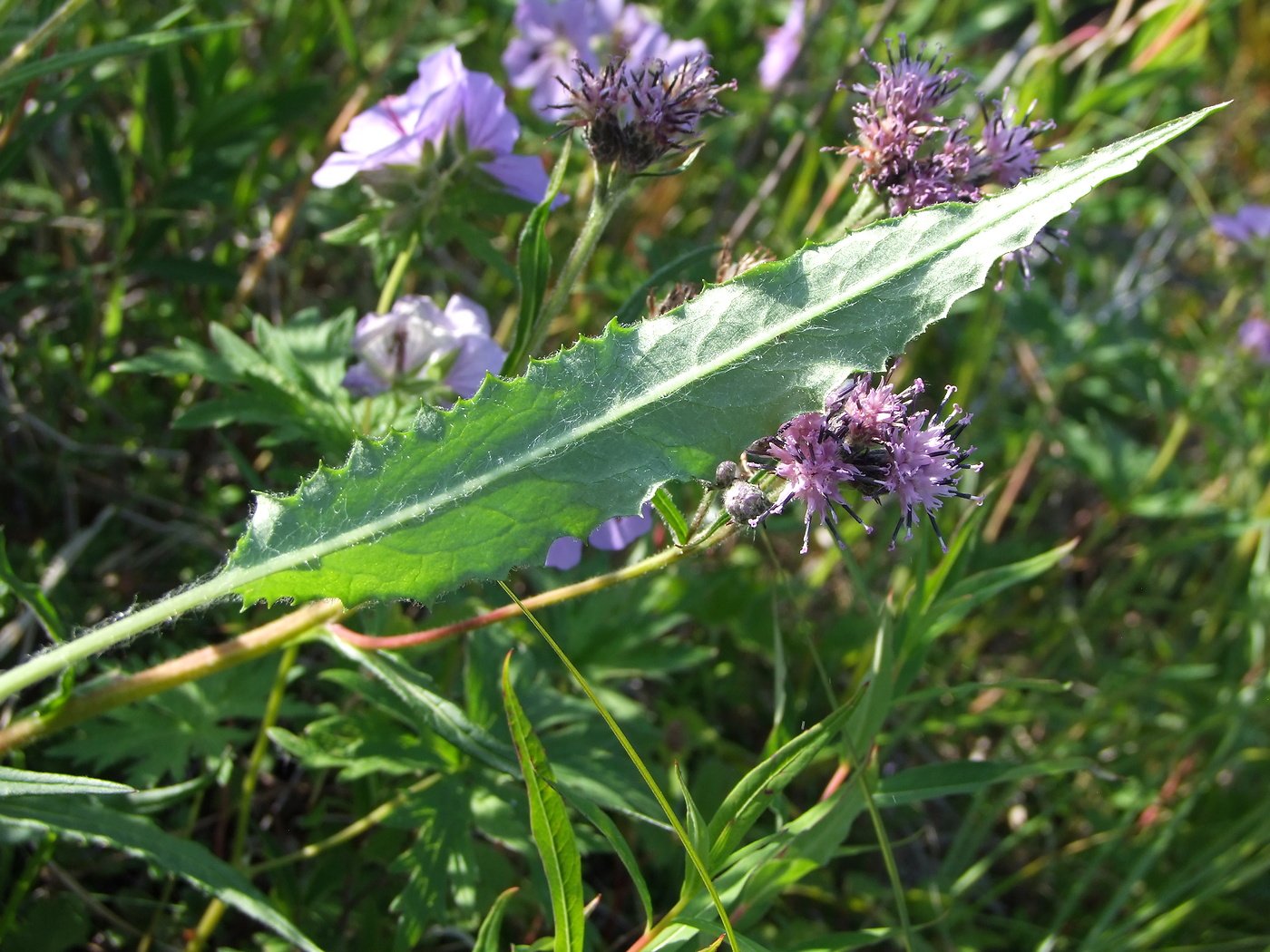 Изображение особи Saussurea oxyodonta.