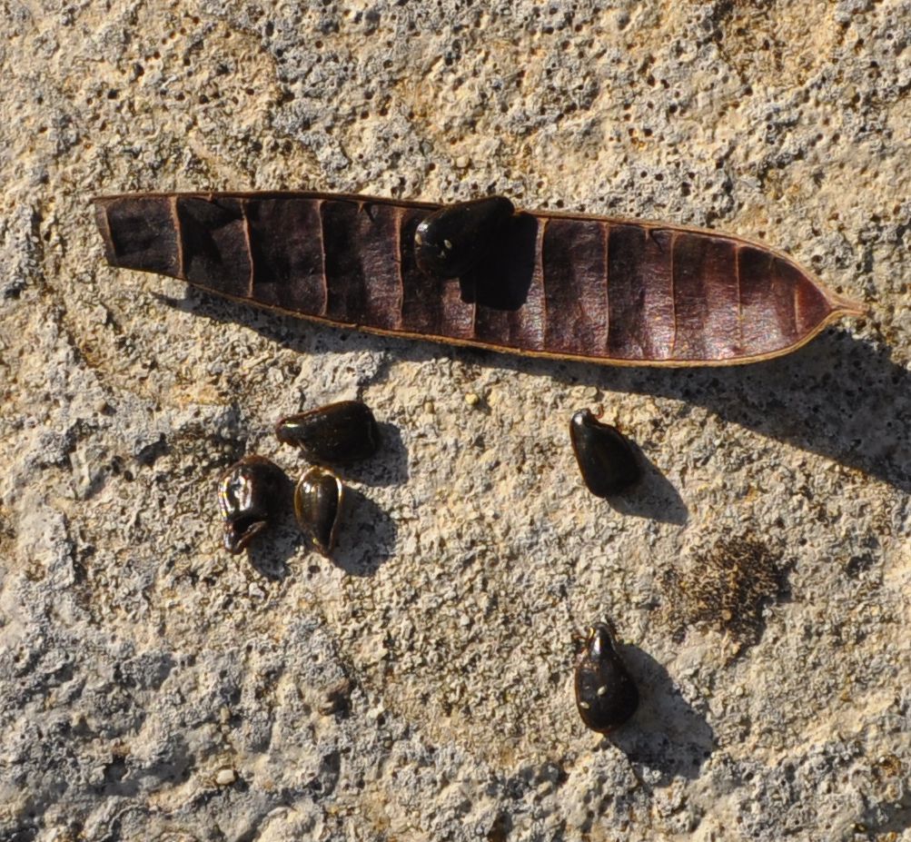 Image of Senna artemisioides specimen.