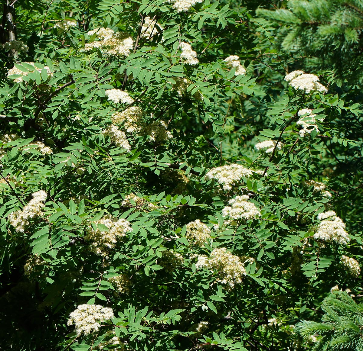 Image of Sorbus aucuparia specimen.