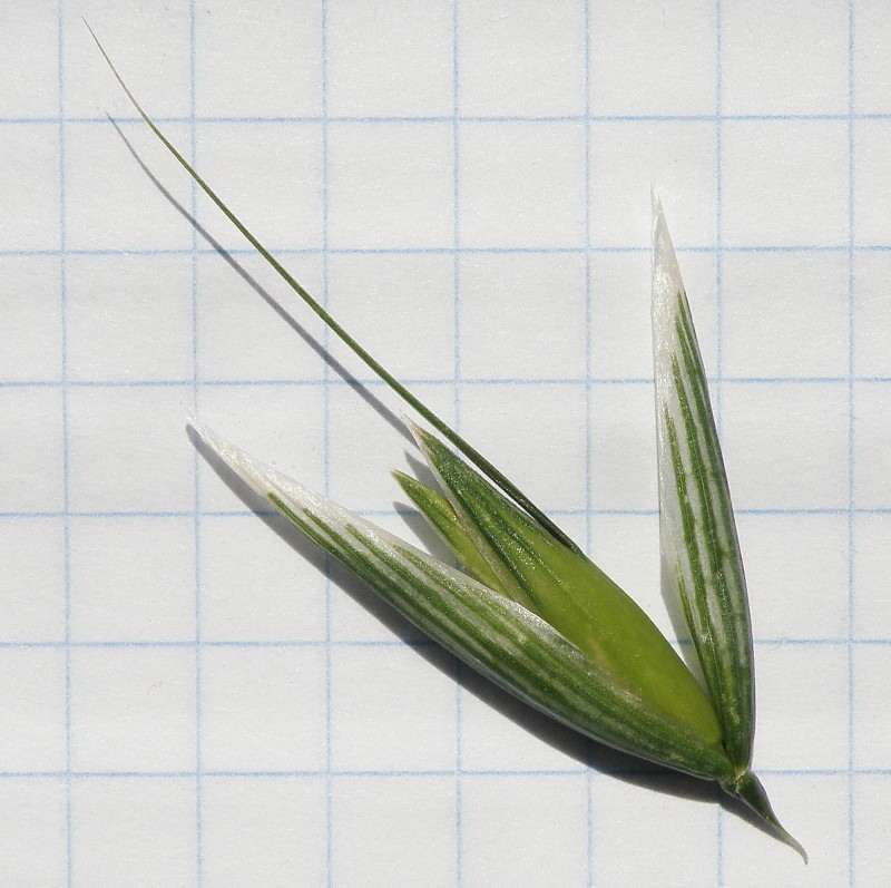 Image of Avena sativa specimen.