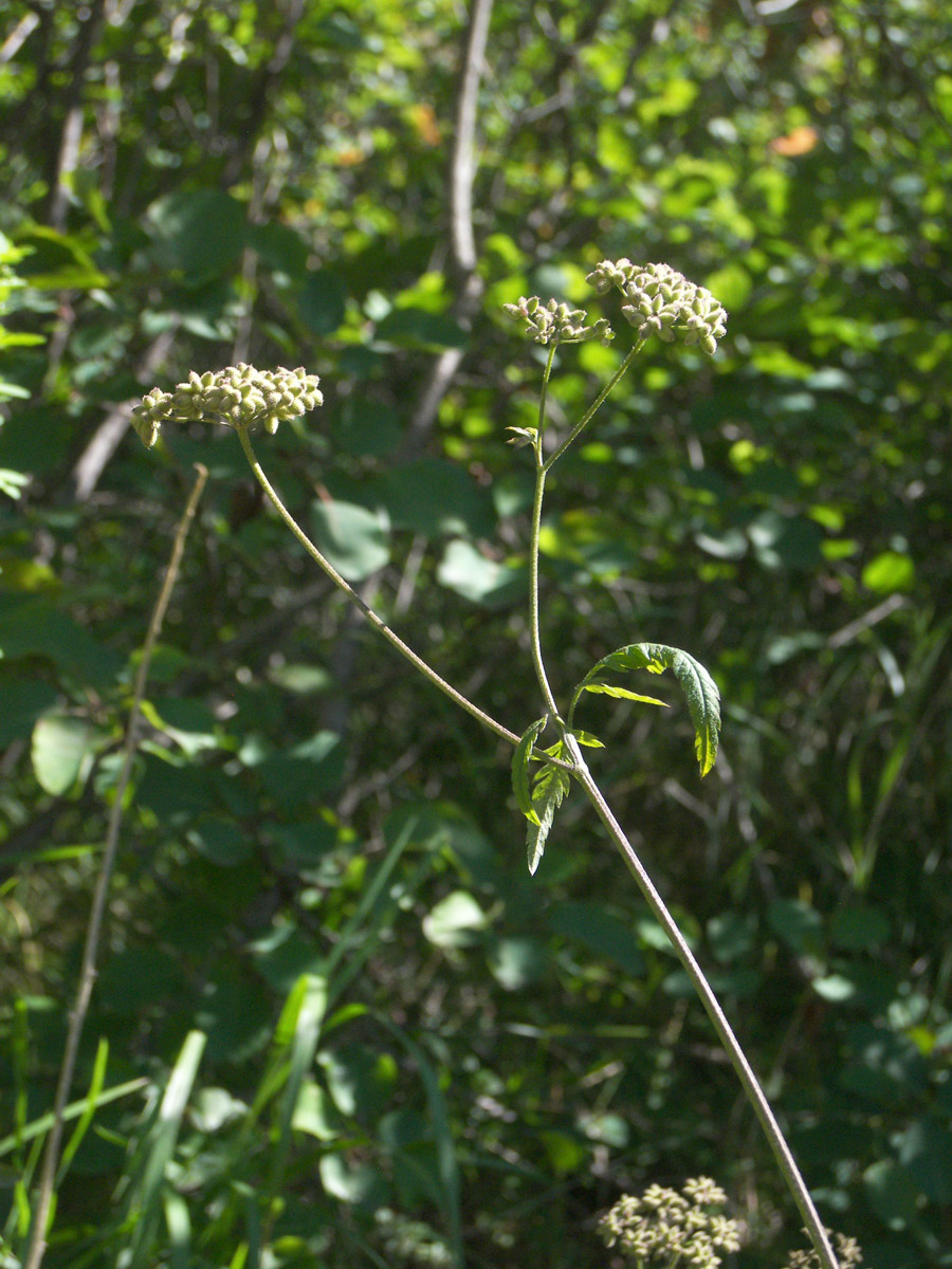 Image of Torilis japonica specimen.