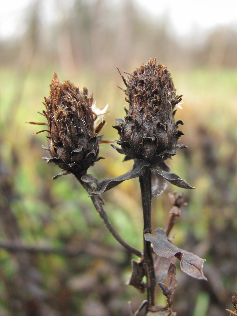 Image of Inula germanica specimen.