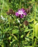 Centaurea pseudophrygia. Верхушка цветущего растения. Московская обл., Солнечногорский р-н, близ Щепкина болота, луг под ЛЭП. 12.07.2018.