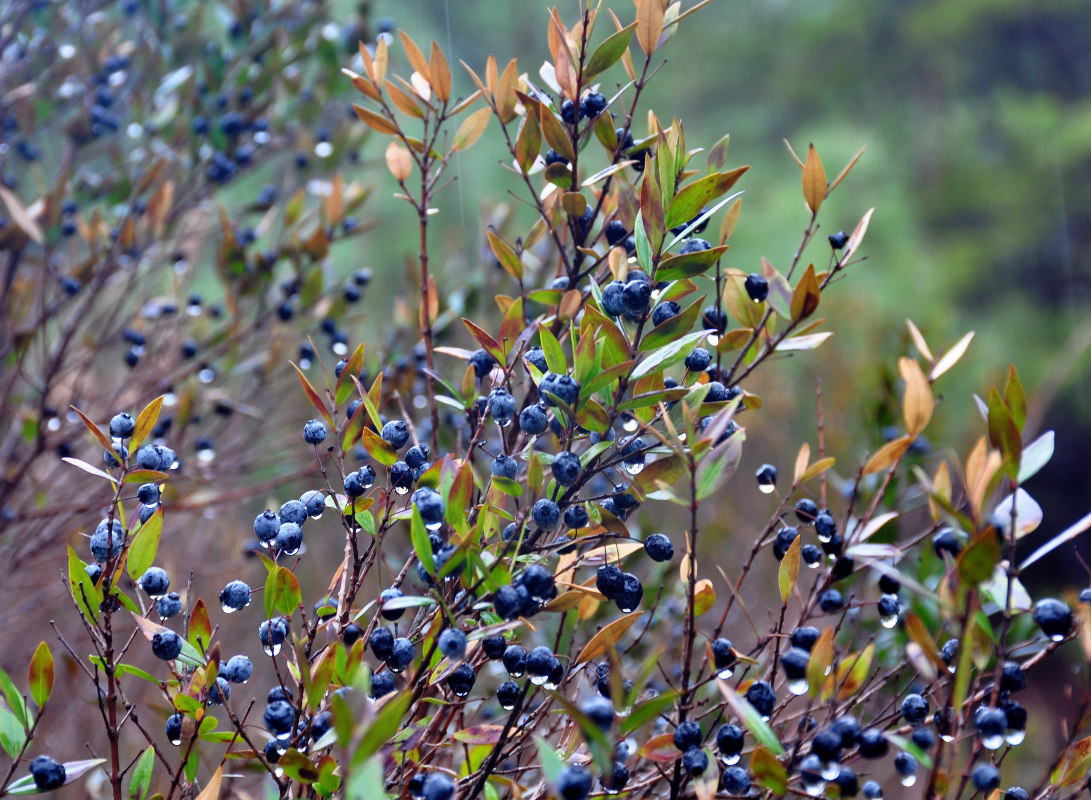 Изображение особи Myrtus communis.