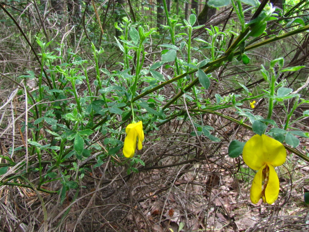 Изображение особи Sarothamnus scoparius.