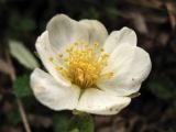 Dryas octopetala