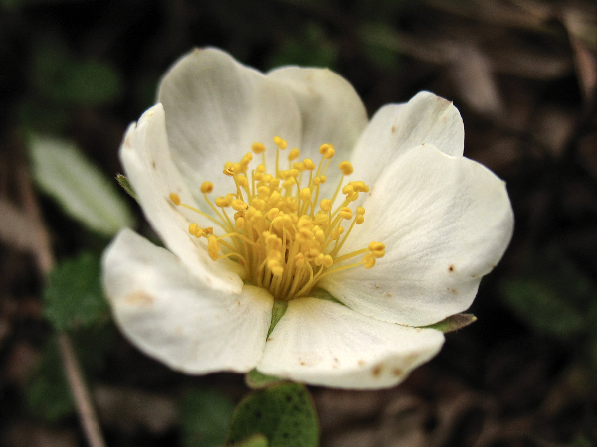 Изображение особи Dryas octopetala.