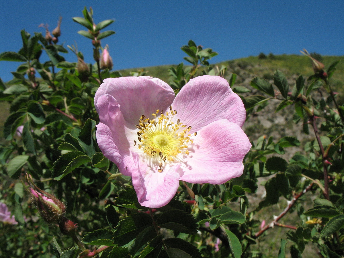 Image of Rosa fedtschenkoana specimen.