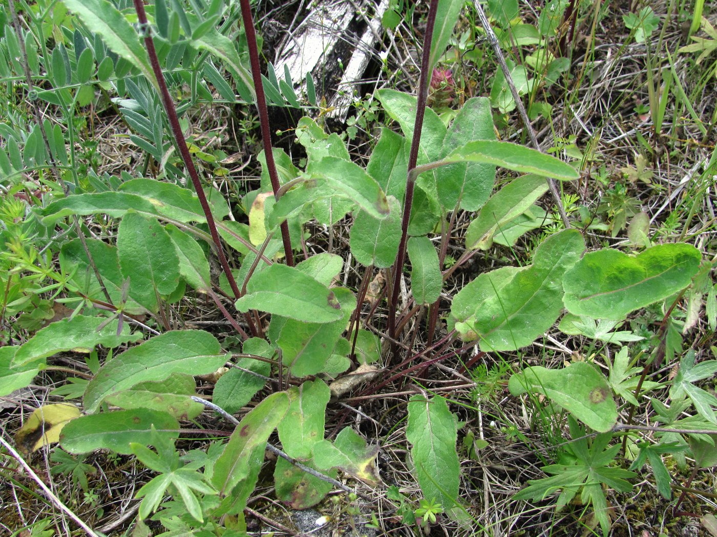 Image of Campanula glomerata specimen.
