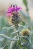 Centaurea seridis подвид maritima. Верхушка побега с соцветием. Испания, Валенсия, окр. г. Кастельон-де-ла-Плана, стабилизированная прибрежная дюна. 25.03.2019.