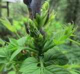 Decaisnea insignis