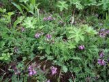 Astragalus subpolaris