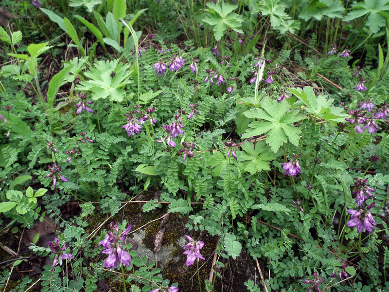 Изображение особи Astragalus subpolaris.