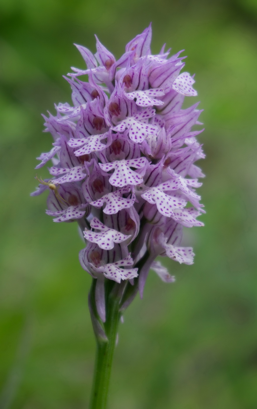 Изображение особи Neotinea tridentata.