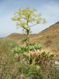 Ferula diversivittata. Зацветающее растение. Южный Казахстан, западные отроги Киргизского хр., горы Ботамойнак в окр. г. Тараз, ≈ 800 м н.у.м. 24 мая 2019 г.