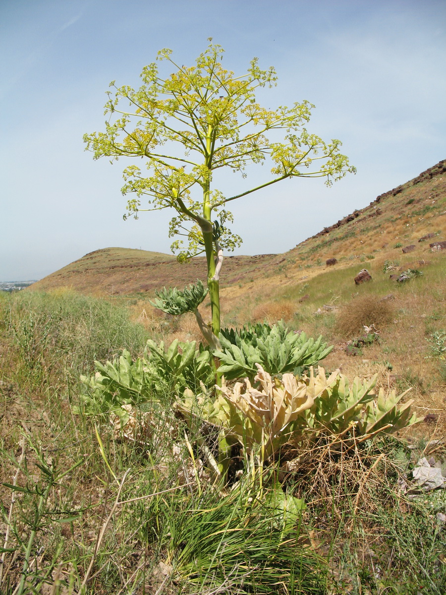 Изображение особи Ferula diversivittata.