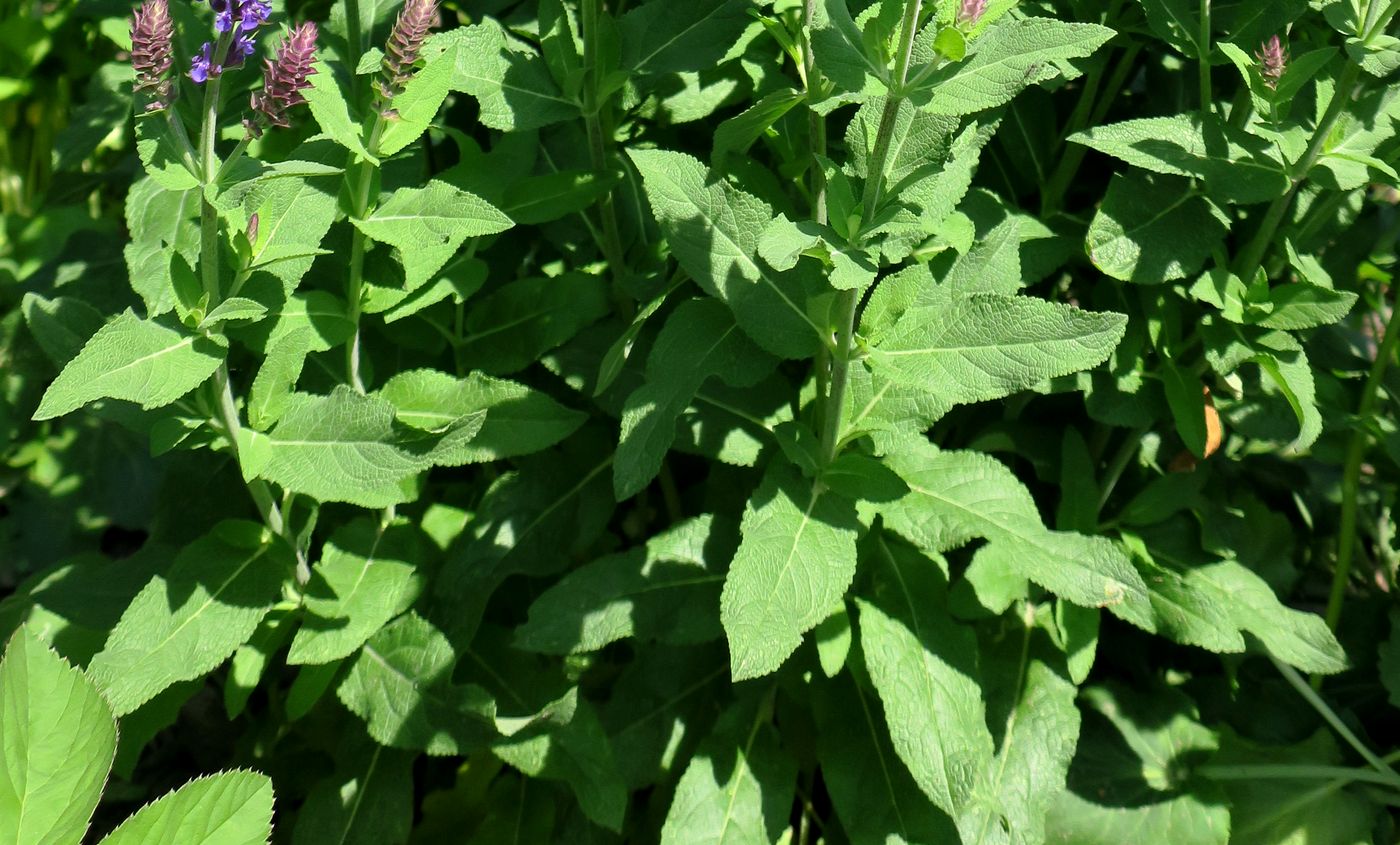 Изображение особи Salvia tesquicola.