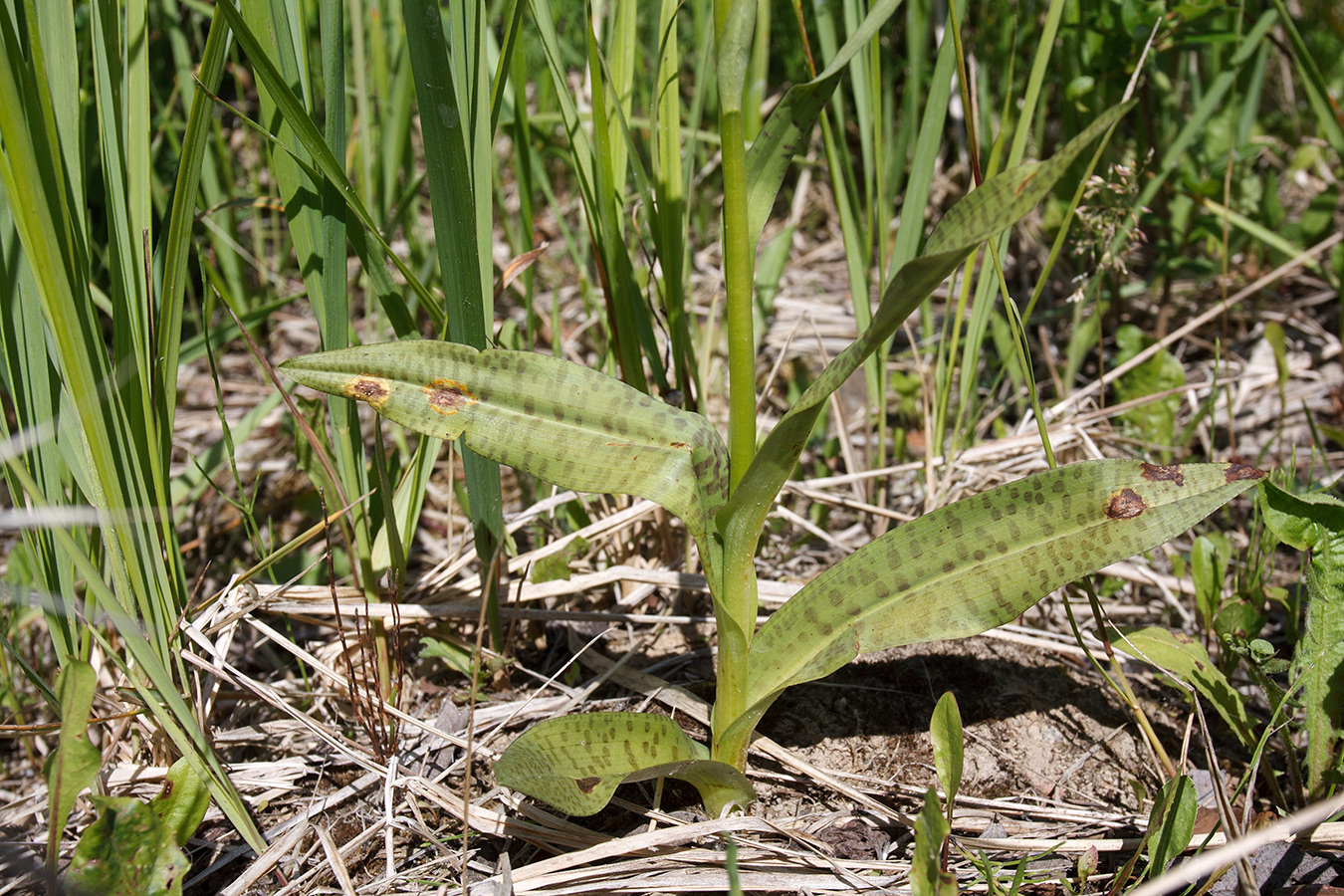 Image of Dactylorhiza baltica specimen.