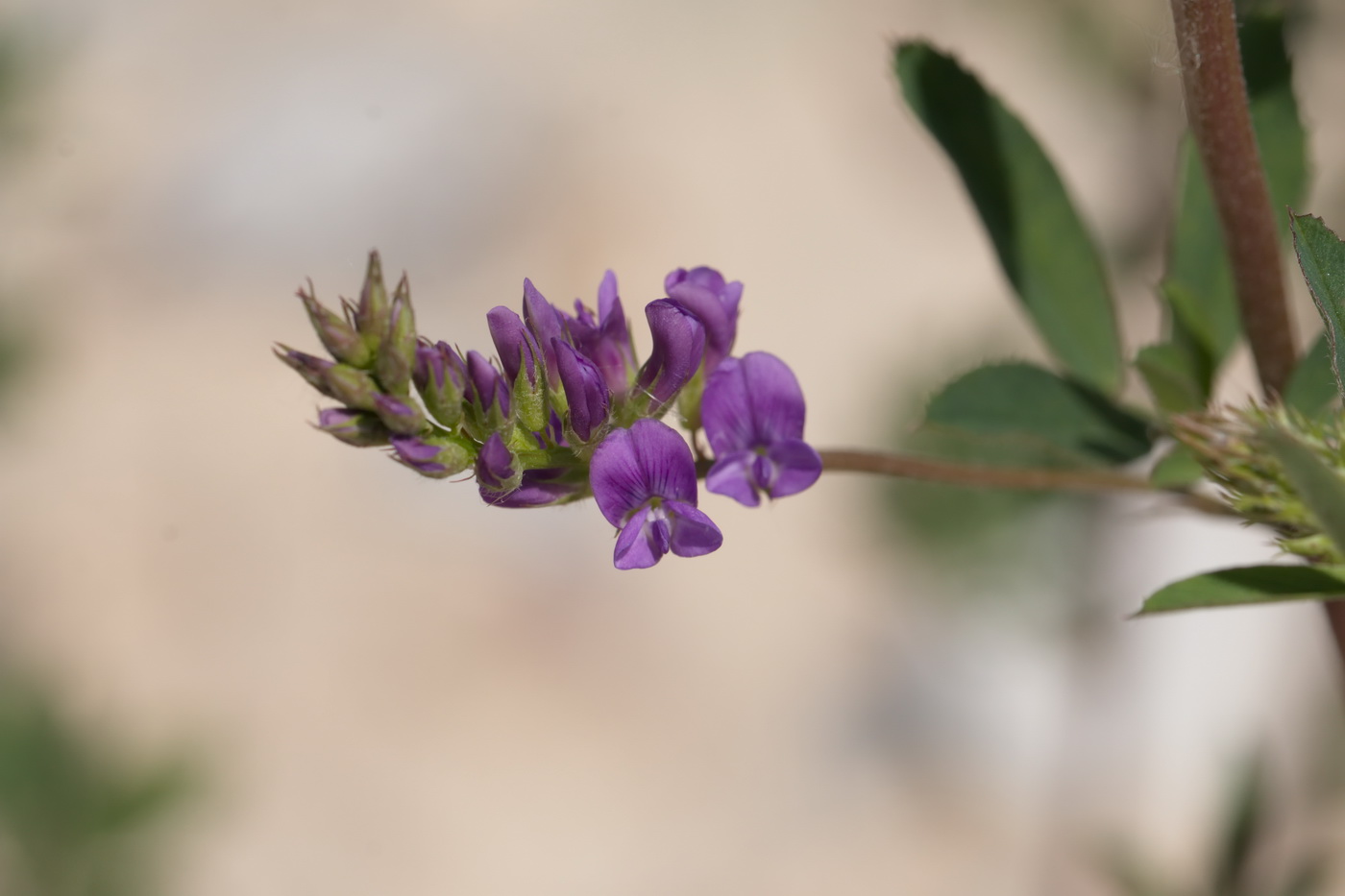 Image of Medicago tianschanica specimen.