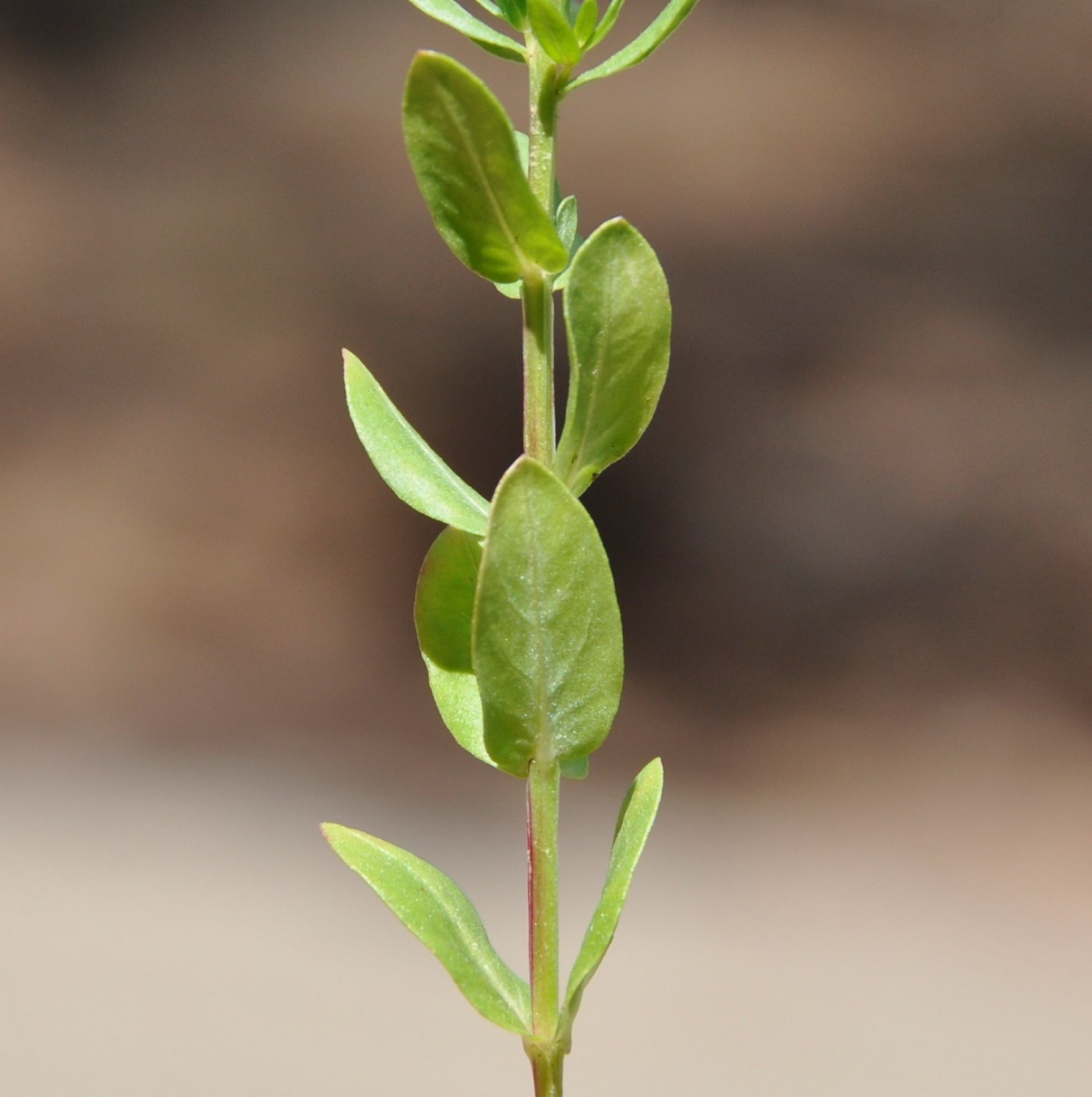 Image of Lythrum junceum specimen.