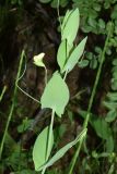 Lathyrus aphaca