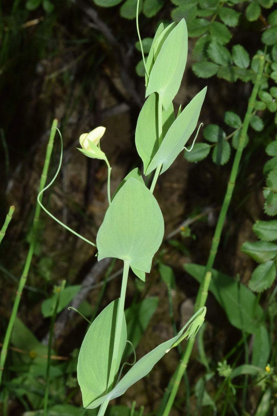 Изображение особи Lathyrus aphaca.