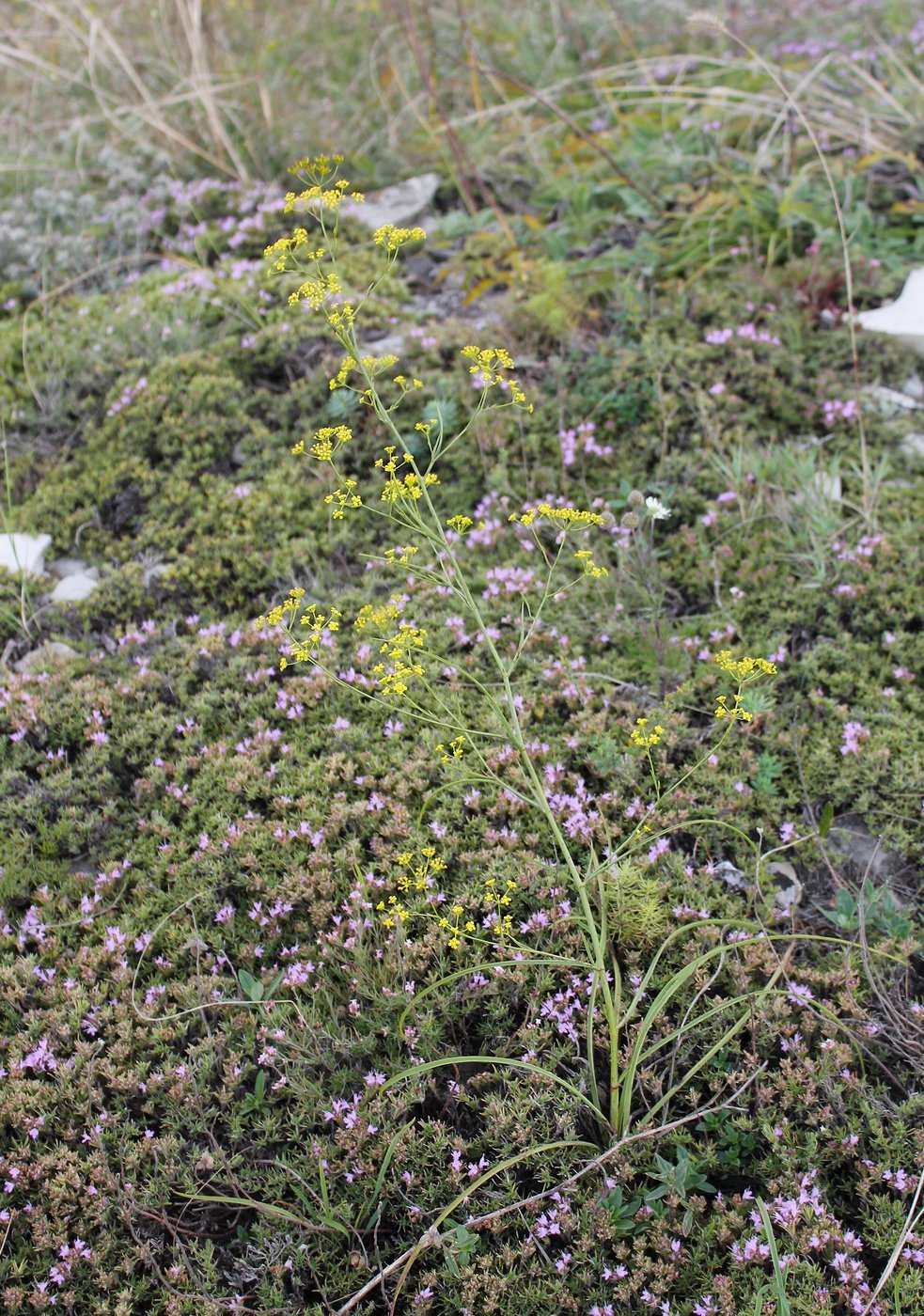 Image of Bupleurum woronowii specimen.