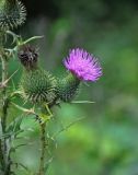 Cirsium vulgare. Верхушка побега с цветущим и отцветшим соцветиями. Владимирская обл., Суздальский р-н, окр. с. Кидекша, у дороги. 18.08.2019.