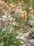 Matthiola fragrans