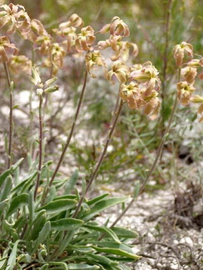 Изображение особи Matthiola fragrans.