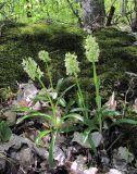 Dactylorhiza romana подвид georgica. Цветущие растения. Дагестан, окр. г. Дербент, лес. 23.04.2019.