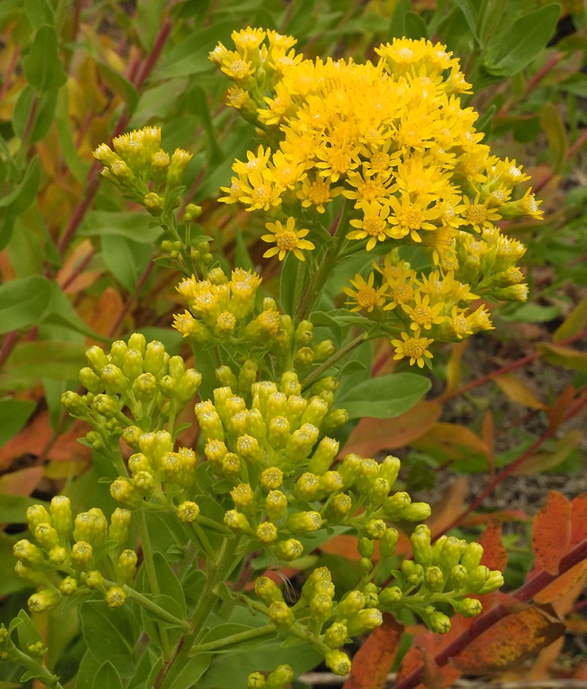 Изображение особи Solidago rigida.