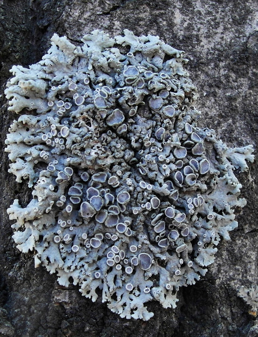 Image of Physcia biziana specimen.