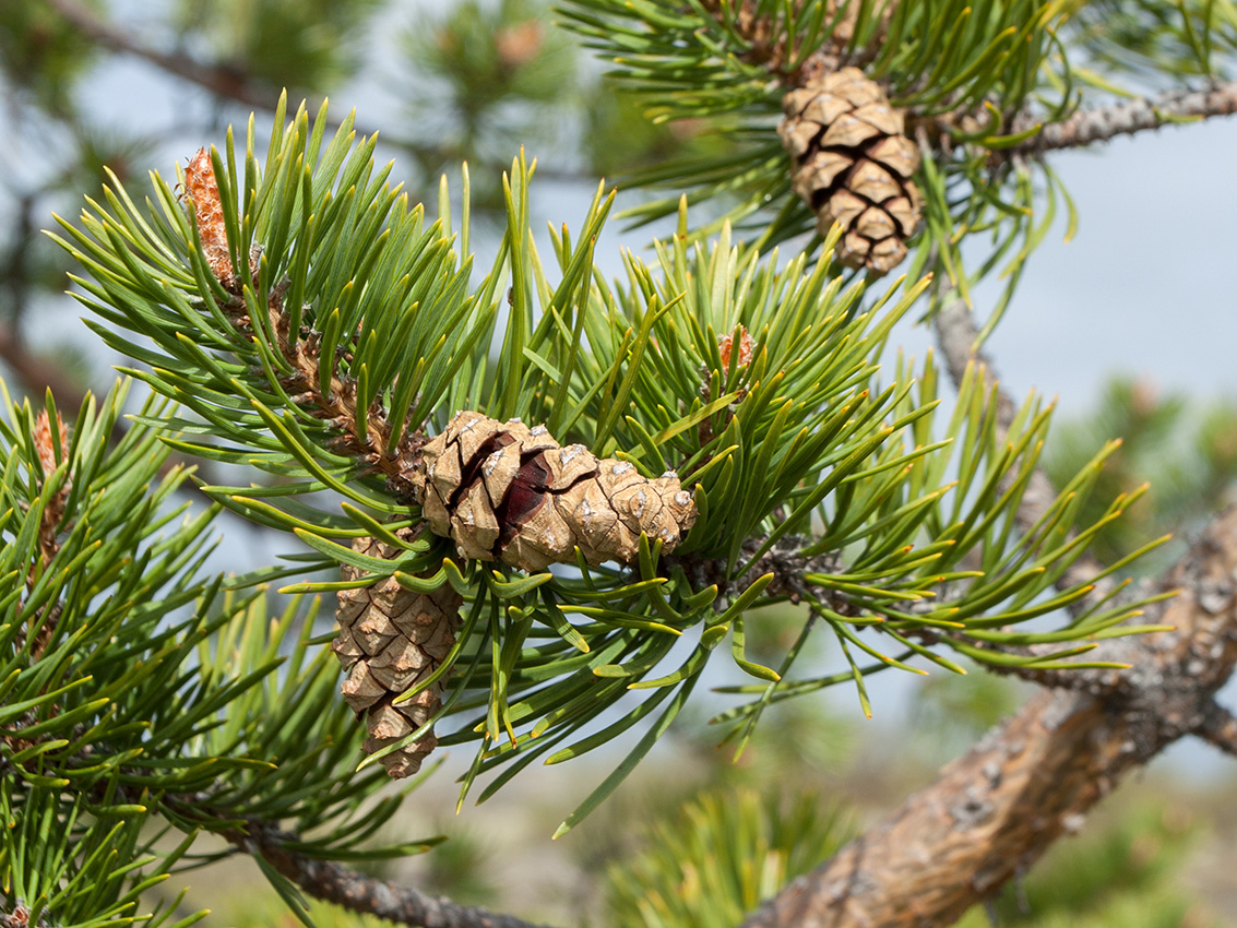 Изображение особи Pinus friesiana.