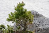 Pinus sylvestris ssp. hamata