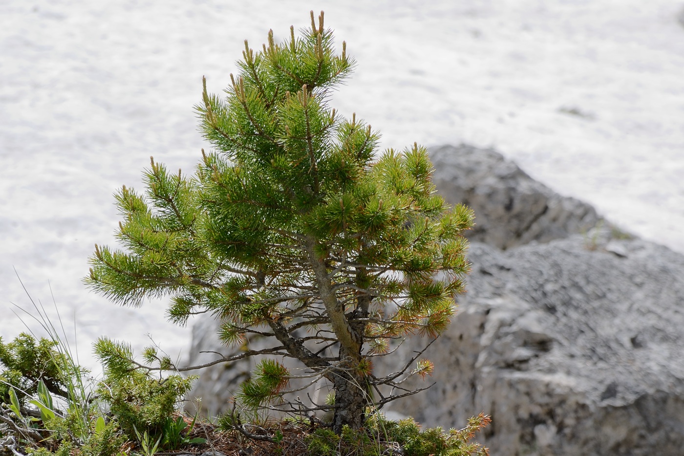 Изображение особи Pinus sylvestris ssp. hamata.