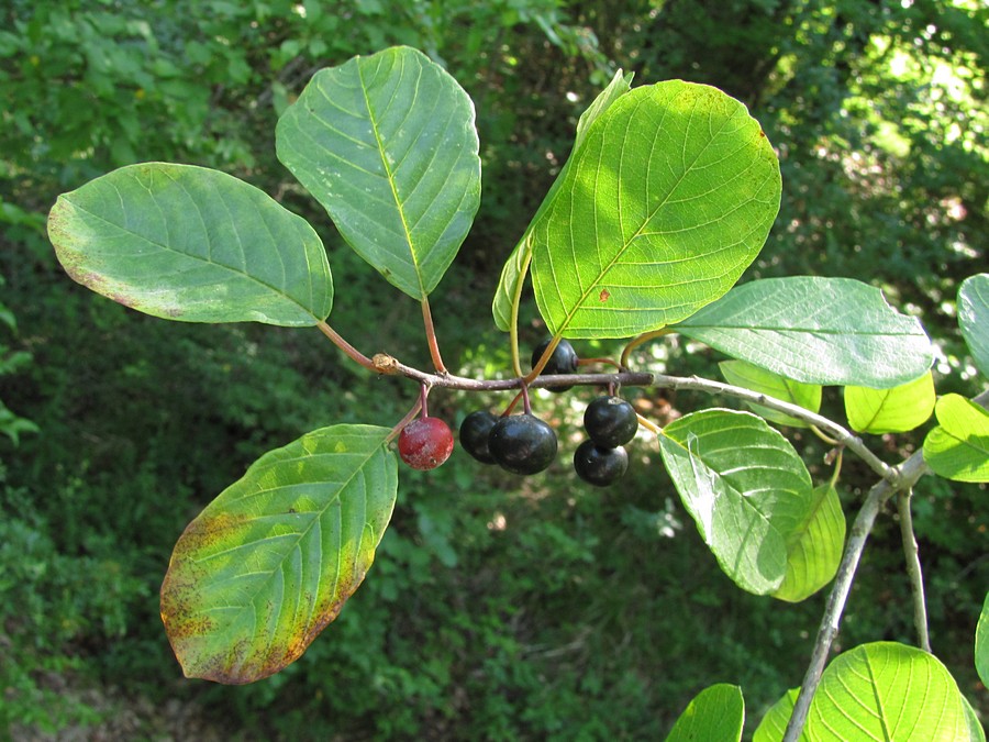 Image of Frangula alnus specimen.