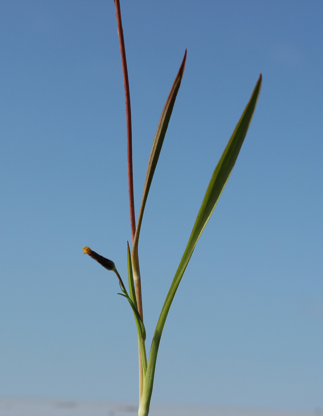 Image of Scorzonera parviflora specimen.