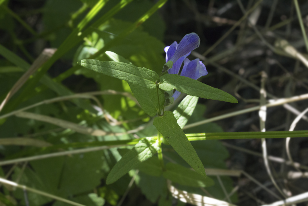 Изображение особи Scutellaria ochotensis.