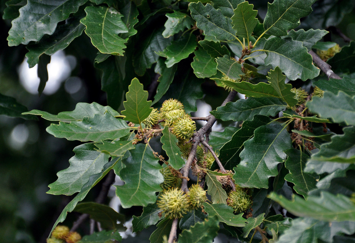 Изображение особи род Quercus.