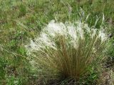 Stipa pennata