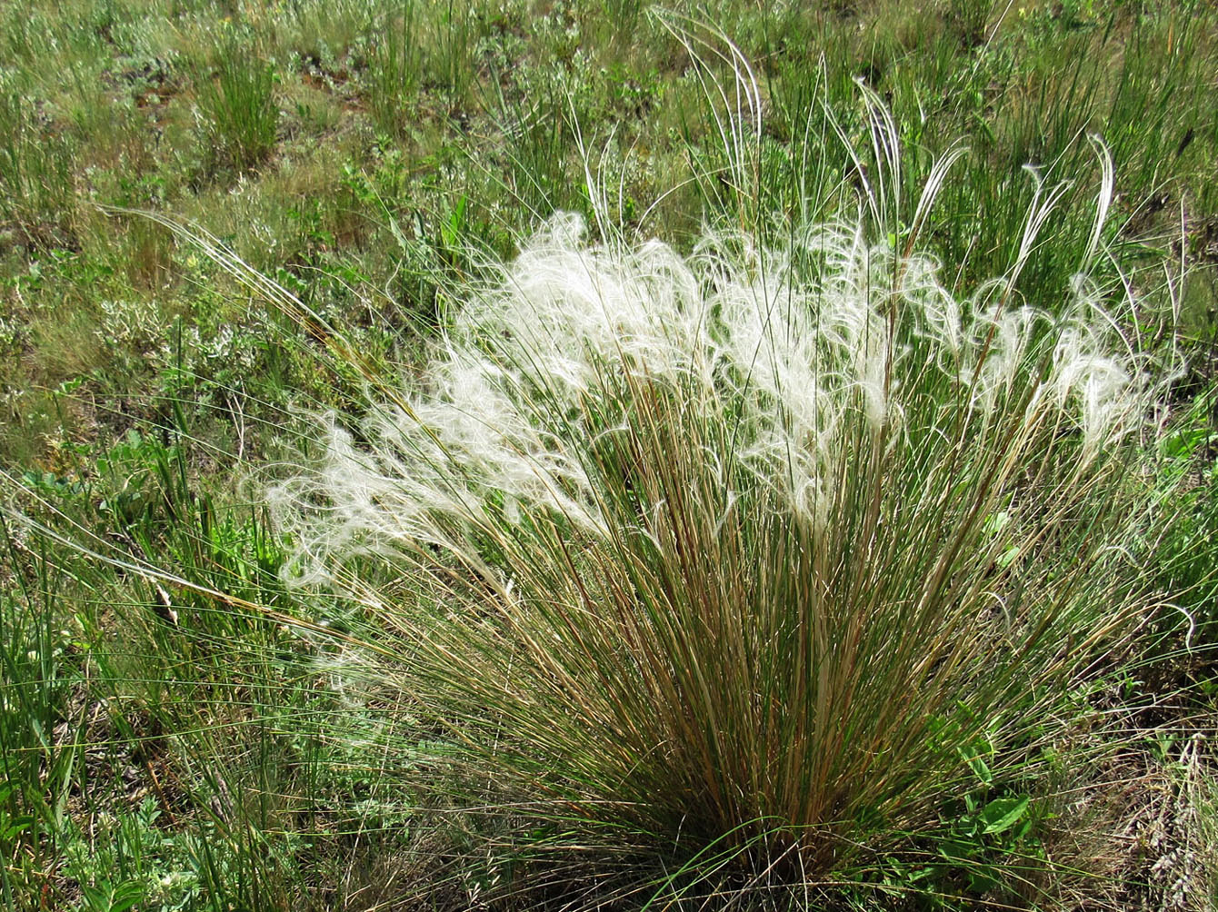 Изображение особи Stipa pennata.