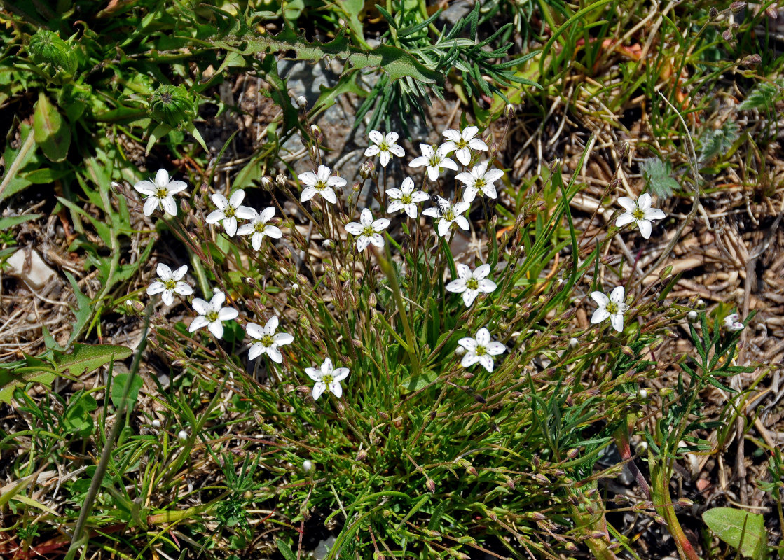 Image of Minuartia verna specimen.