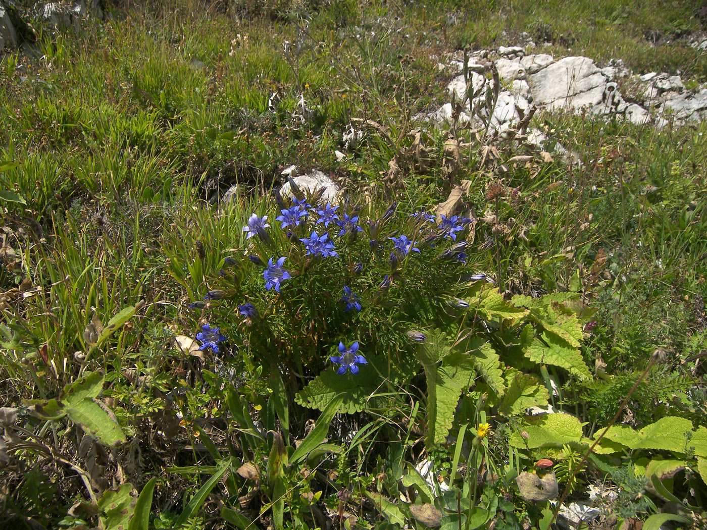 Изображение особи Gentiana paradoxa.