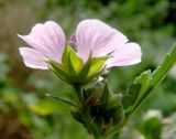Althaea broussonetiifolia