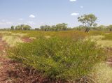 genus Acacia. Цветущее и плодоносящее растение (стелющийся кустарник). Австралия, северо-западный Квинсленд, возле асфальтированного участка дороги Riversleigh Rd. юго-восточнее национального парка Boodjamulla (Lawn Hill). Конец сухого сезона (сезон gurreng). 13.10.2009.